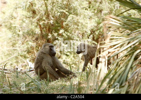 Un grande maschio babbuino seduto per terra nel Samburu riserva nazionale, Kenya Foto Stock