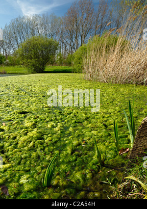 Fioritura delle alghe. Foto Stock