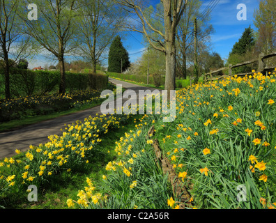 Banca di narcisi in un inglese un ambiente rurale. Foto Stock