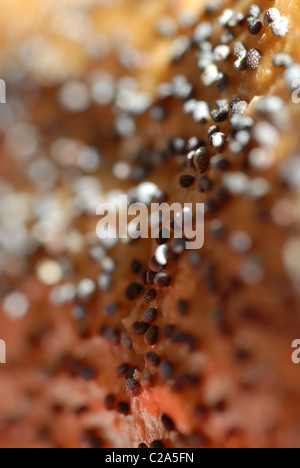 Appena cotto bianco pane croccante con semi di papavero. Foto Stock