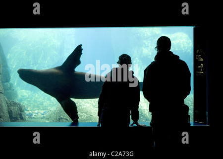 Guardando le guarnizioni nuotare sott'acqua è una grande attrazione al New York Aquarium di Brooklyn, New York. Foto Stock