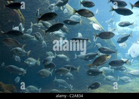 Finestra di visualizzazione al New York Aquarium di Brooklyn, New York. Foto Stock