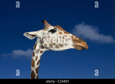 Un africano giraffa reticolata distese il suo lungo collo a guardare i visitatori a Busch Gardens, un animale & avventura parco a tema a Tampa, Florida, Stati Uniti d'America. Foto Stock