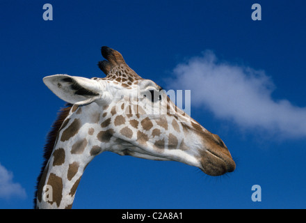 Un africano giraffa reticolata distese il suo lungo collo a guardare i visitatori a Busch Gardens, un animale & avventura parco a tema a Tampa, Florida, Stati Uniti d'America. Foto Stock