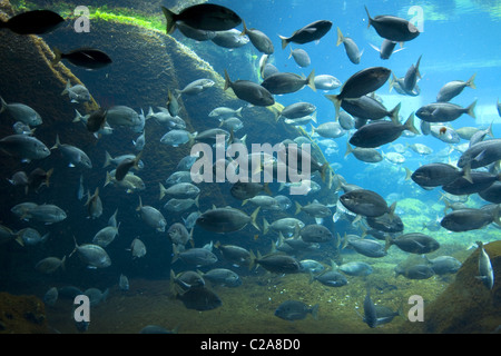 Finestra di visualizzazione al New York Aquarium di Brooklyn, New York. Foto Stock