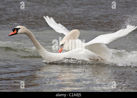 Cigni in disputa territoriale sulla laguna-Victoria, British Columbia, Canada. Foto Stock