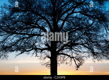 Quercus. Oak Tree tree silhouette al tramonto Foto Stock