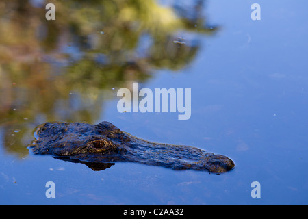 Il coccodrillo americano parzialmente immerso nelle acque di Homosassa Springs, Stato Homosassa Wildlife Park. Foto Stock