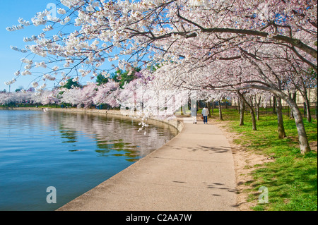 Fiori di Ciliegio lungo il bacino di marea in Washington DC Foto Stock
