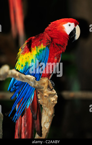 Macaw in Playa del Carmen, Quintana Roo, Messico Foto Stock