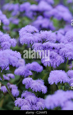 Fiore di filo interdentale (ageratum houstonianum "Blue Horizon") Foto Stock