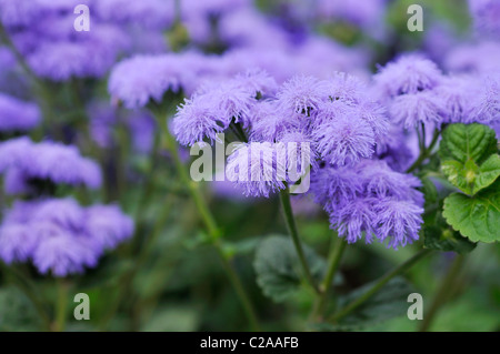 Fiore di filo interdentale (ageratum houstonianum "Blue Horizon") Foto Stock