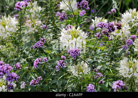 Fiore di ragno (tarenaya hassleriana 'sparkler bianco' syn. cleome hassleriana 'sparkler bianchi ") e purpletop vervain (verbena bonariensis) Foto Stock