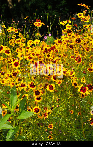 Golden tickseed (coreopsis tinctoria) Foto Stock