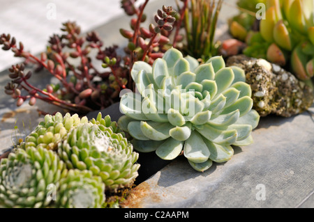 Succulente in un contenitore metallico Foto Stock