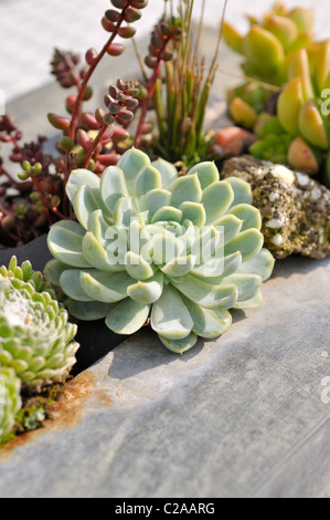 Succulente in un contenitore metallico Foto Stock