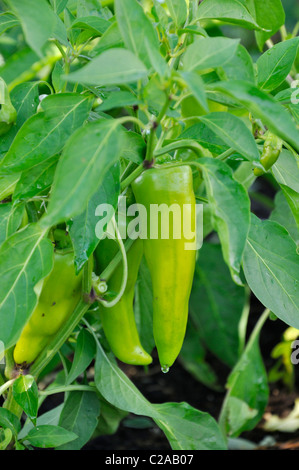 Sweet Pepper (Capsicum annuum 'feher') Foto Stock