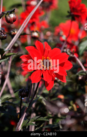 Dahlia (dahlia vescovo di llandaff) Foto Stock