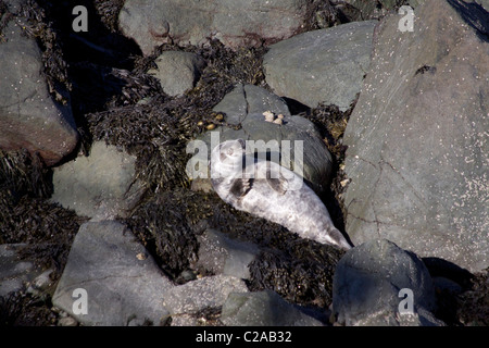 Femmine gravide di guarnizione grigio (Halichoerus grypus) crogiolarsi al sole sulle rocce a Strumble Head, Nord Pembrokeshire Foto Stock