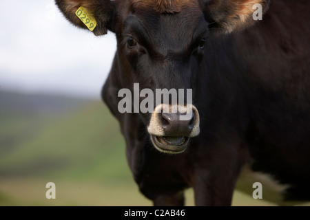 Ritratto di giovane vacca (bull) Islanda Foto Stock