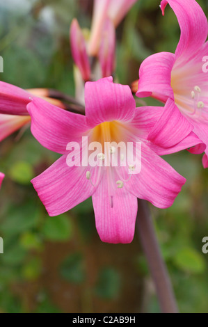 Belladonna lily (amaryllis belladonna) Foto Stock