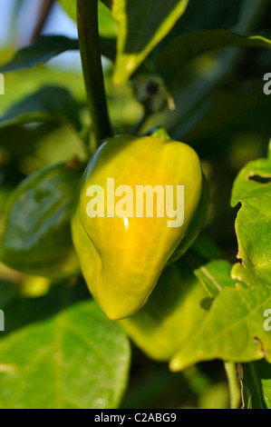 Habanero (capsicum chinense) Foto Stock