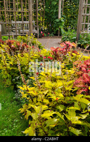 Coleus (solenostemon scutellarioides syn. coleus blumei) Foto Stock