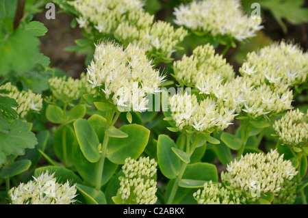 Appariscente stonecrop (sedum spectabile 'Stardust' syn. hylotelephium spectabile 'Stardust') Foto Stock