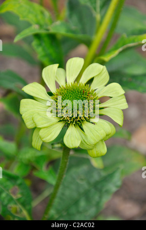 Cono viola fiore (l'echinacea purpurea 'gioiello verde') Foto Stock