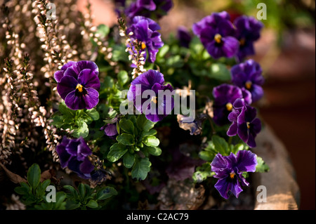 Viola F1 sfumature di antiquariato in fiore con Calluna vulgaris " Bud Bloomers' in background Foto Stock