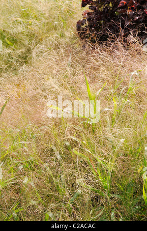 Interruttore per erba (Panicum virgatum " fontana d'oro") Foto Stock