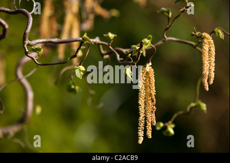 Amenti e nuovi germogli di foglia che cresce su un cavatappi o contorte Hazel, Corylus avellana Contorta "" Foto Stock