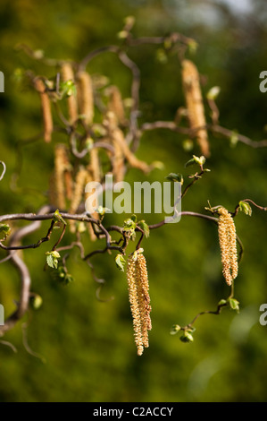 Amenti e nuovi germogli di foglia che cresce su un cavatappi o contorte Hazel, Corylus avellana Contorta "" Foto Stock