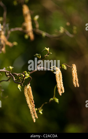 Amenti e nuovi germogli di foglia che cresce su un cavatappi o contorte Hazel, Corylus avellana Contorta "" Foto Stock