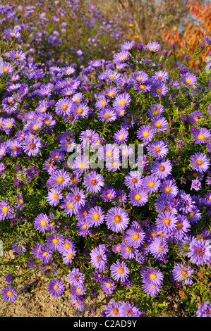 Folte Aster (Aster dumosus 'lady in blu") Foto Stock