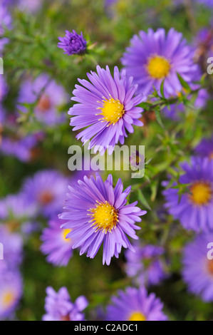 Folte Aster (Aster dumosus 'lady in blu") Foto Stock