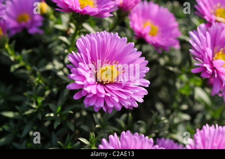 Folte Aster (Aster dumosus 'rosenwichtel') Foto Stock