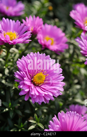 Folte Aster (Aster dumosus 'rosenwichtel') Foto Stock