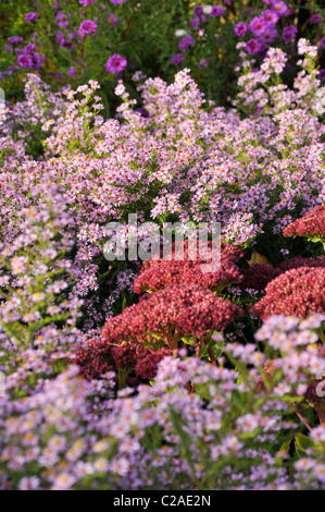 Heath Aster (Aster ericoides 'Bella' syn. aster vimineus 'Bella') e orpine (sedum telephium herbstfreude "' syn. hylotelephium telephium Foto Stock