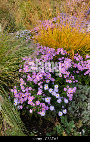 Fontana di nana erba (pennisetum alopecuroides), folte Aster (Aster dumosus 'herbstgruss vom bresserhof') e alte moor erba (molinia arundinacea) Foto Stock