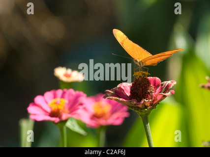 Orange Julia Butterfly nel giardino in Costa Rica Foto Stock