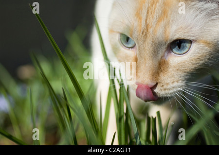 Vista dettagliata del gatto bianco in erba, cercando di predatori e leccare il naso. Foto Stock