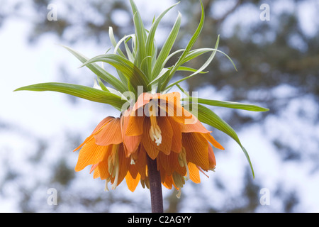 Fritillaria imperialis Crown Imperial fiore in piena fioritura Foto Stock