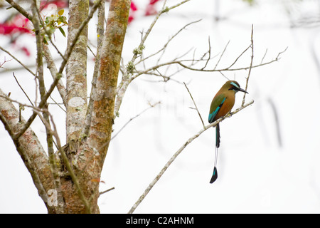 Turchese-browed Motmot (Eumomota superciliosa),la penisola dello Yucatan, Messico. Foto Stock