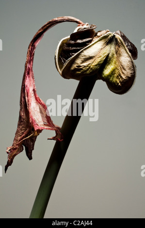 Un pod di seme di un Amaryllis (Hippeastrum) e un essiccato petalo di fiore alla fine dello stelo fiorale. Foto Stock