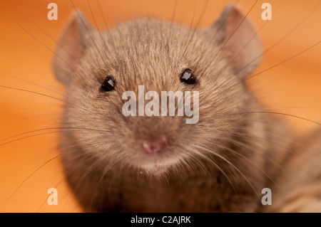 Mouse Foto Stock