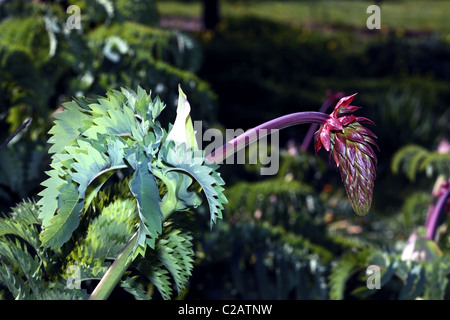 Fiore di miele- melianthus major- Famiglia Melianthaceae Foto Stock