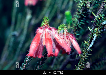 Erica cerinthoides x Erica coronata- Fire Erica/Incendio/Heath/ Red Hairy Erica- Famiglia Ericaceae Foto Stock