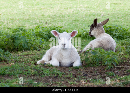 Agnelli di relax al sole in un prato Foto Stock