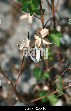 Il cotone boll apertura Foto Stock